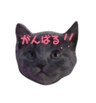 6匹の仔猫（個別スタンプ：6）