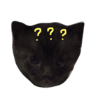6匹の仔猫（個別スタンプ：7）