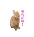 うさぎのとんかつ！（個別スタンプ：2）