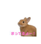 うさぎのとんかつ！（個別スタンプ：3）