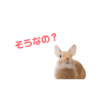 うさぎのとんかつ！（個別スタンプ：5）