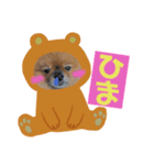 ポメラニアンジーニー（個別スタンプ：1）