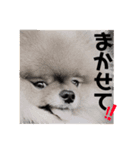 ポメラニアンジーニー（個別スタンプ：7）