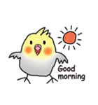 オカメインコ ミニ（個別スタンプ：1）