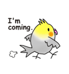 オカメインコ ミニ（個別スタンプ：6）