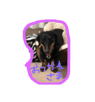 愛犬♡モカちゃん（個別スタンプ：6）