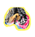 愛犬♡モカちゃん（個別スタンプ：9）