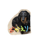 愛犬♡モカちゃん（個別スタンプ：15）