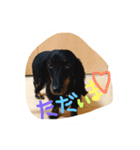 愛犬♡モカちゃん（個別スタンプ：16）