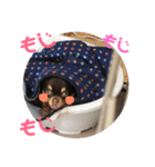ダグちゃん1（個別スタンプ：14）
