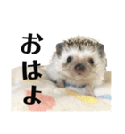 はりねずみのちくわちゃん（個別スタンプ：1）