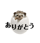 はりねずみのちくわちゃん（個別スタンプ：3）