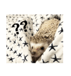 はりねずみのちくわちゃん（個別スタンプ：5）