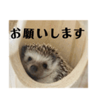 はりねずみのちくわちゃん（個別スタンプ：13）