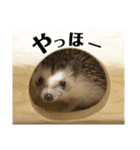 はりねずみのちくわちゃん（個別スタンプ：19）
