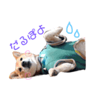 愛車と愛犬（個別スタンプ：5）