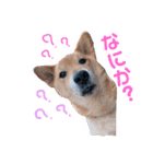 愛車と愛犬（個別スタンプ：6）