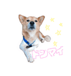 愛車と愛犬（個別スタンプ：7）