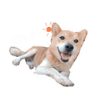 愛車と愛犬（個別スタンプ：8）