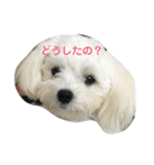 マルプーポポの可愛いごあいさつ（個別スタンプ：1）