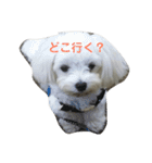 マルプーポポの可愛いごあいさつ（個別スタンプ：6）