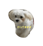 マルプーポポの可愛いごあいさつ（個別スタンプ：14）