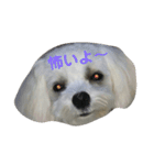マルプーポポの可愛いごあいさつ（個別スタンプ：17）