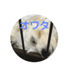 マルプーポポの可愛いごあいさつ（個別スタンプ：18）