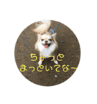 チワワの日々(茶々丸)（個別スタンプ：4）