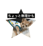 チワワの日々(茶々丸)（個別スタンプ：5）