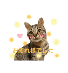 キジトラ きい子 24（個別スタンプ：5）