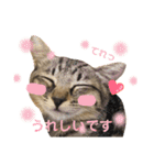 キジトラ きい子 24（個別スタンプ：7）