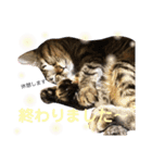キジトラ きい子 24（個別スタンプ：10）