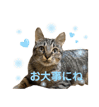 キジトラ きい子 24（個別スタンプ：11）