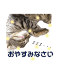 キジトラ きい子 24（個別スタンプ：14）