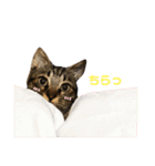 キジトラ きい子 24（個別スタンプ：15）