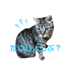 キジトラ きい子 24（個別スタンプ：17）