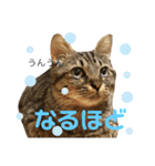 キジトラ きい子 24（個別スタンプ：19）