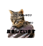 キジトラ きい子 24（個別スタンプ：21）