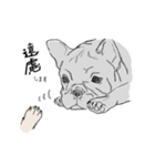 フレンチブルドッグの事情（個別スタンプ：12）