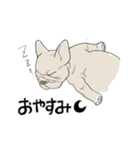 フレンチブルドッグの事情（個別スタンプ：13）