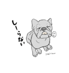フレンチブルドッグの事情（個別スタンプ：17）