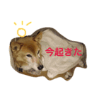 まろん NO.1（個別スタンプ：2）