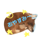 まろん NO.1（個別スタンプ：4）