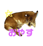 まろん NO.1（個別スタンプ：5）