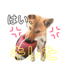 まろん NO.1（個別スタンプ：11）