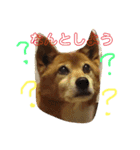 まろん NO.1（個別スタンプ：14）