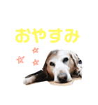 海苔ノリのり屋（個別スタンプ：14）