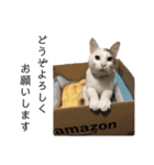 保護猫すたんぷ 4（個別スタンプ：1）