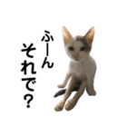 保護猫すたんぷ 4（個別スタンプ：2）
